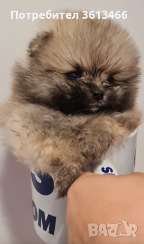 Миниатюрен женски оранжав померан 
                
                гр. София, Дружба 2
                днес
                                    1 199 лв 
                    613,04 € Миниатюрен женски оранжав померан 
                
                гр. София, Дружба 2
                днес
                                    1 199 лв 
                    613,04 €