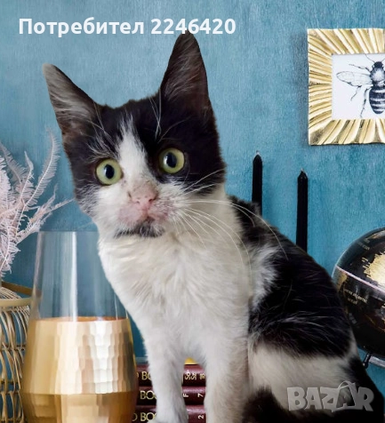 2-месечно момиченце от Враца търси дом  →
		Обява 52253863