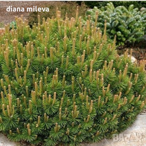  Pinus Mugo Mughus, Клек, снимка 1 - Градински цветя и растения - 40696492