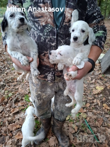 Продавам английски сетери
                

                гр. Приморско, Бургас
                днес

                                                            200 лв 
                        102,26 €