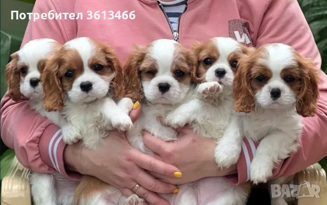 Кавалер кинг чарлз шпаньол 
                
                гр. София, Дружба 2
                днес
                                    999 лв 
                    510,78 € Кавалер кинг чарлз шпаньол 
                
                гр. София, Дружба 2
                днес
                                    999 лв 
                    510,78 €