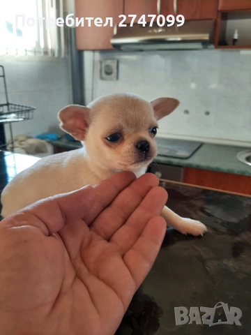 ЧИХУАХУА →
		Обява 52578249