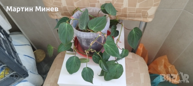 Филодендрон (Philodendron) «Micans» (лиана/увивни) (два корена) →
		Обява 52093330