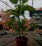 комплект 2 бр ангелски тромпет - розов и оранжев , снимка 1 - Стайни растения - 42925583