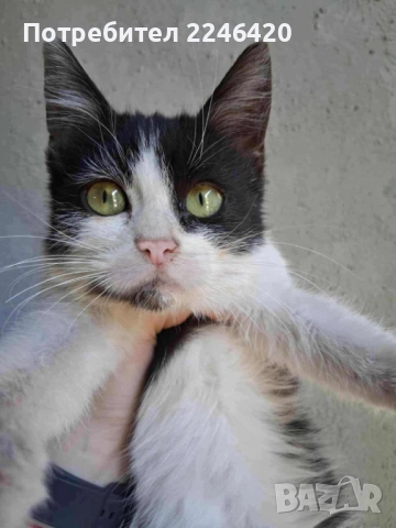 2-месечната Коти от Враца търси дом  →
		Обява 52253863