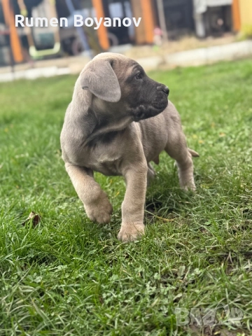 Кане Корсо →
Обява 52678102 Кане Корсо →
Обява 52678102