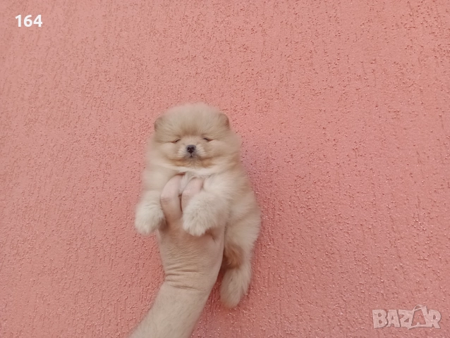 Мъжки Померан. Реални снимки! →
		Обява 52614148