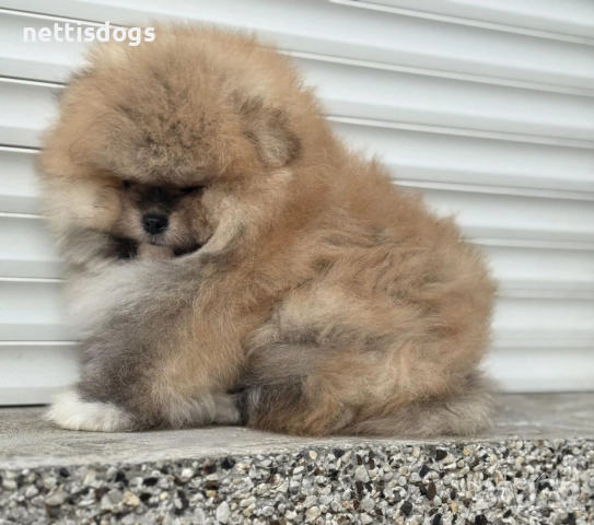 Уникално сладък Померан с Родословие →
		Обява 38687917