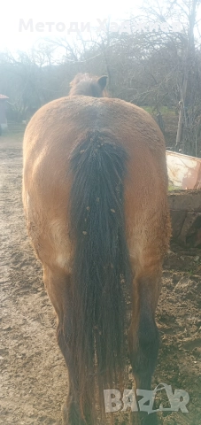 Работен кон
                

                гр. Земен, Перник
                днес

                                                            3 150 лв 
                        1 610,57 €