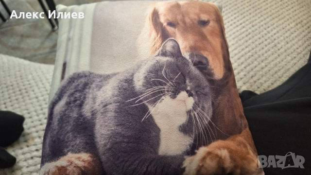 Вазглавница пес и мачка →
		Обява 52496664