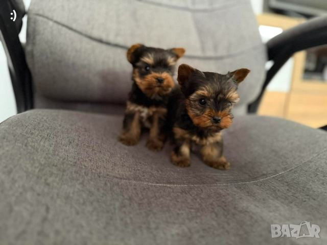 Мини Йоркширски териер Актуално от 18.11.2025 →
		Обява 52453414