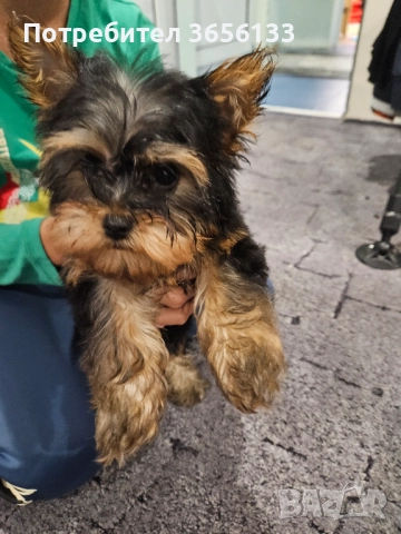 Мини йорки →
		Обява 52640554