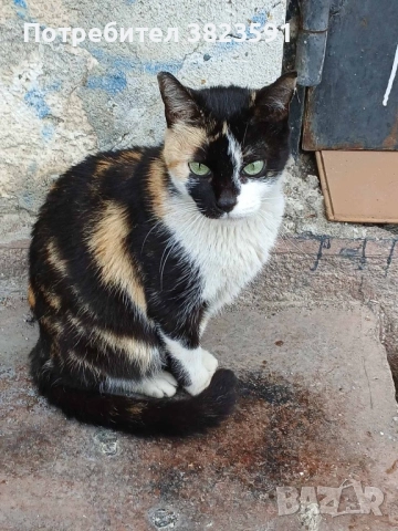 Търсим дом на женско котенце – Галакси →
Обява 52398990 Търсим дом на женско котенце – Галакси →
Обява 52398990