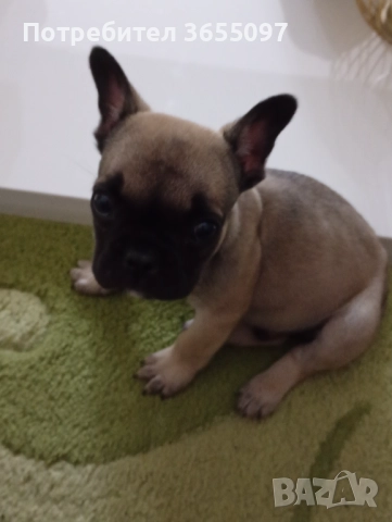 Продавам мъжки френски булдог на 2 месеца →
		Обява 52404513