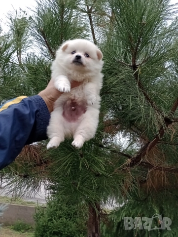 Бели Померанчета. →
		Обява 52339355