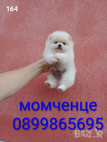 Померани. Момченце и момиченце. Реални снимки от 10.11.25 г.  →
		Обява 52359781