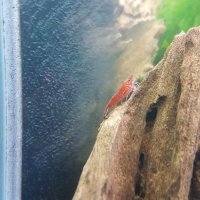 Скарида NEOCARIDINA HETEROPODA VAR. RED, снимка 3 - Рибки - 34286347