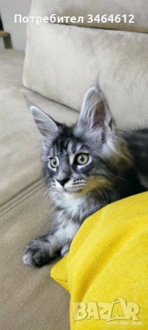 Мейн куун →
		Обява 52592928