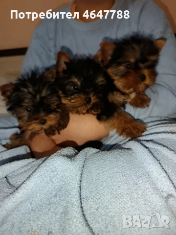 Йоркширски териер  →
		Обява 52444726