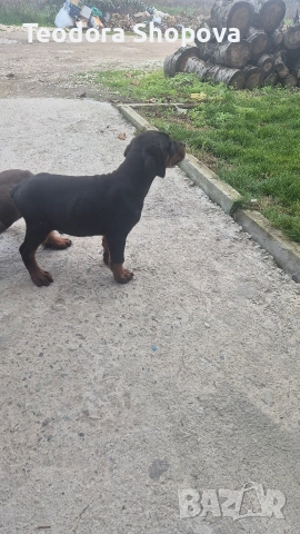 доберман →
Обява 52640041 доберман →
Обява 52640041