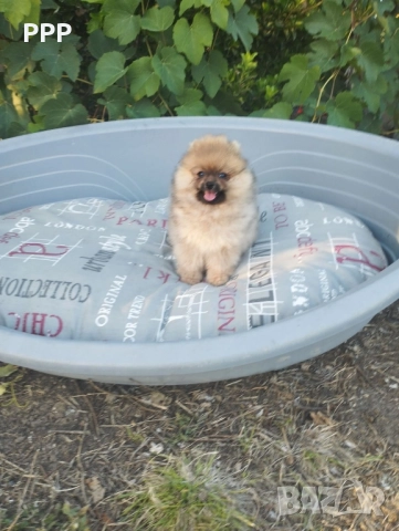 Померан момченце →
		Обява 51658346