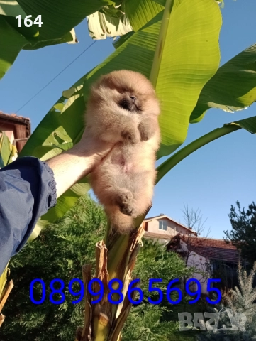 Оранжев мъжки Померан. Реални снимки от 24.11.25 г
                

                гр. Пазарджик, Запад
                вчера

                                                            1 500 лв 
                        766,94 €