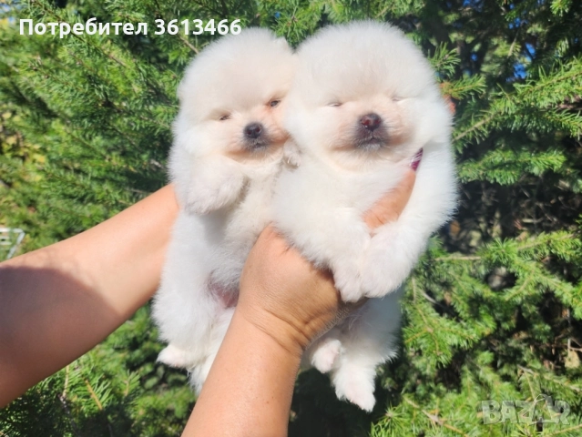 Женски мини померан чисто снежно бяла
                
                гр. София, Дружба 2
                днес
                                    1 199 лв 
                    613,04 € Женски мини померан чисто снежно бяла
                
                гр. София, Дружба 2
                днес
                                    1 199 лв 
                    613,04 €