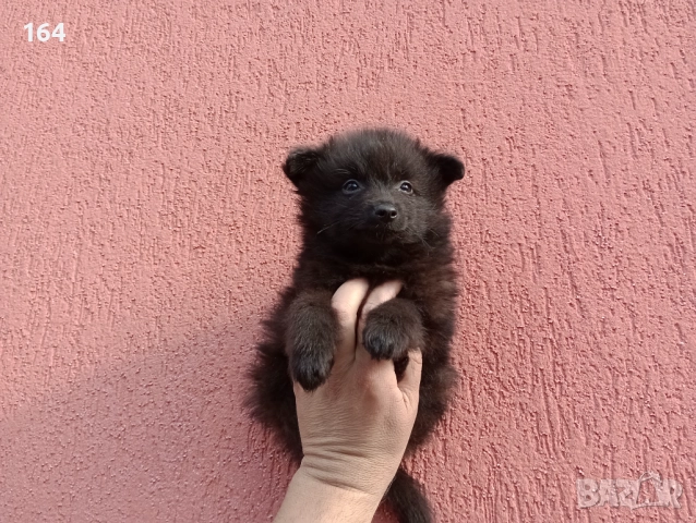 Немски Мини Шпиц  →
		Обява 52327176