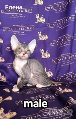 Донски Сфинкс момченце чистокръвно →
Обява 52320501 Донски Сфинкс момченце чистокръвно →
Обява 52320501