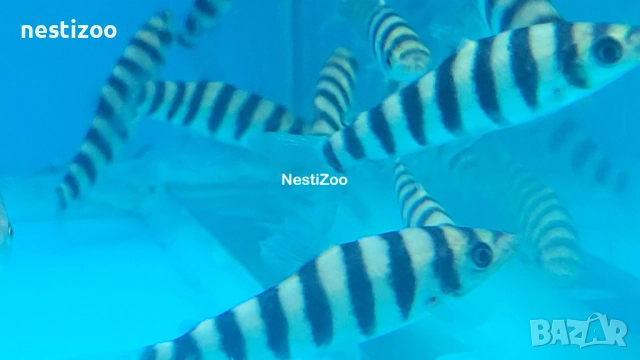 Лепоринус →
		Обява 52304639