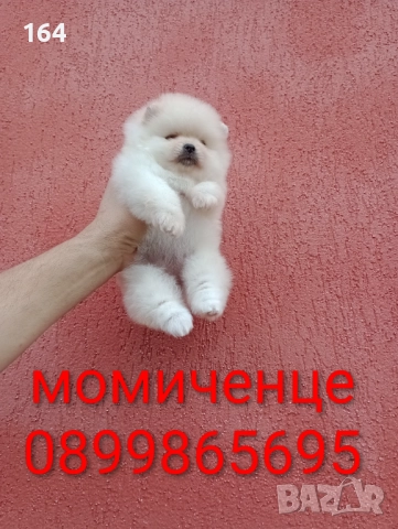 Померан. Мини момиченце. Реални снимки от 10.11.25 г.  →
		Обява 52359551