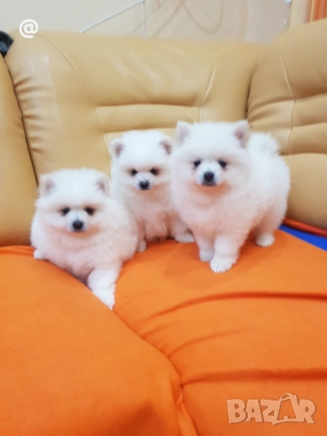 Померан померанчета снимки от днес 13.12.2025г Гр. София →
Обява 52775963 Померан померанчета снимки от днес 13.12.2025г Гр. София →
Обява 52775963