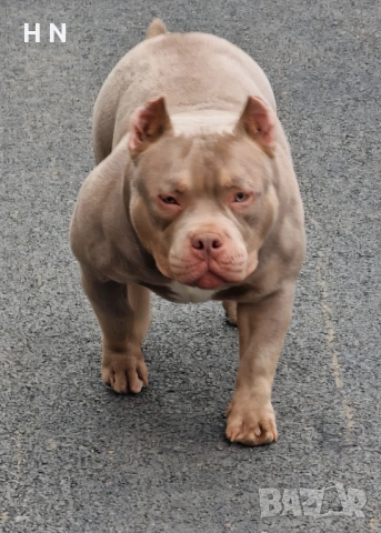 Американско були- микро – 8 месеца →
Обява 53024734 Американско були- микро – 8 месеца →
Обява 53024734