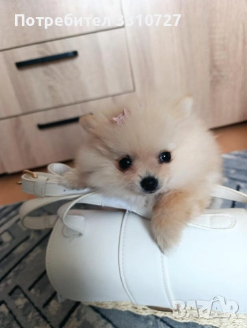 Женски померан →
Обява 52408912 Женски померан →
Обява 52408912