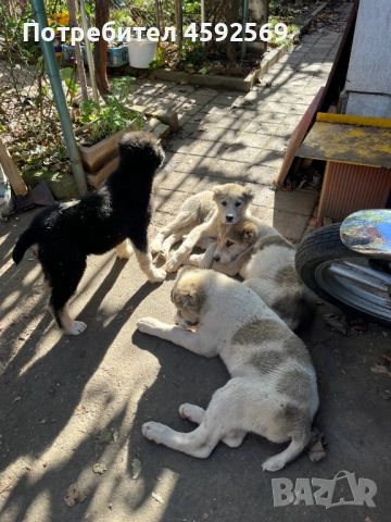 САО Алабай →
		Обява 52274282