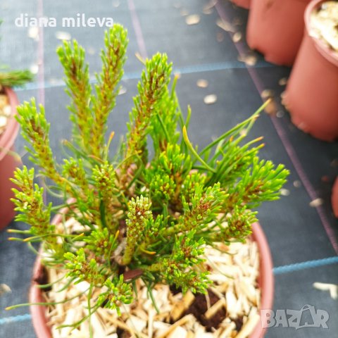  Pinus Mugo Mughus, Клек, снимка 5 - Градински цветя и растения - 40696492