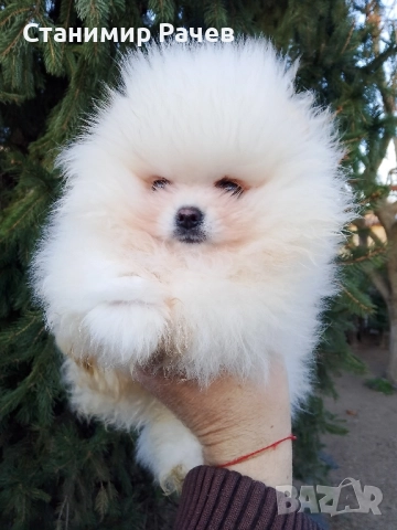 померан померани  →
		Обява 52978097