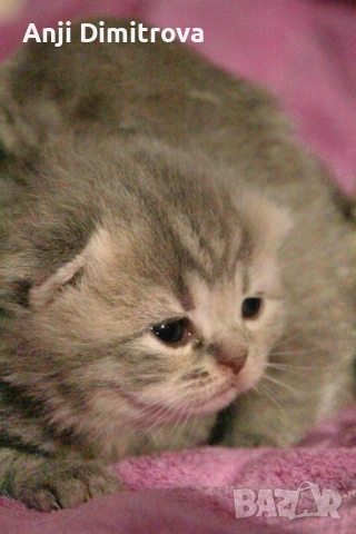 Британска късокосместа. →
		Обява 52314419