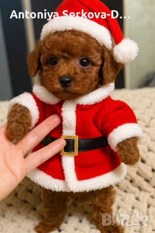 Poodle toy /Пудел Той →
		Обява 52385777