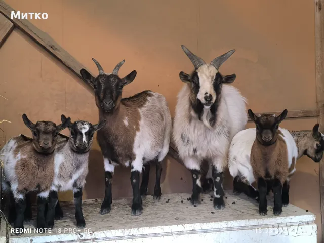 Декоративни козички и ярета кози холандски мини  →
		Обява 49545301