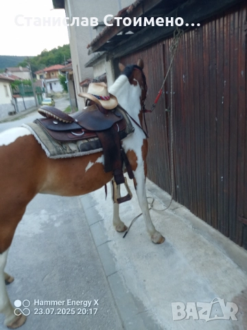 Продавам кобила Пинто
                

                с. Дебръщица, Пазарджик
                вчера

                                                            2 800 лв 
                        1 431,61 €