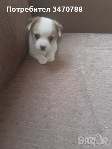 Чихуахуа  →
		Обява 52503533