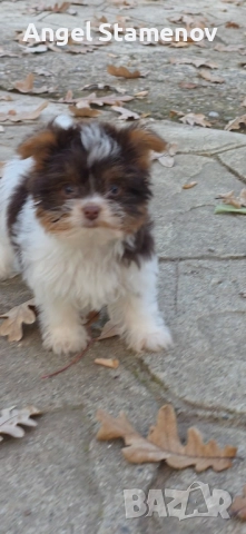 Йорки,супер мини биро шоколадови момиченца! →
		Обява 52506288