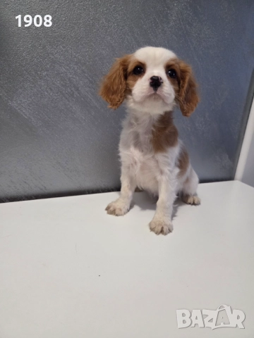 Кавалер Кинг Чарлз Шпаньол 
                

                гр. Пловдив, Кършияка
                днес

                                                            800 лв 
                        409,03 €