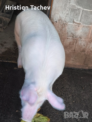 продавам домашно прасе  →
		Обява 52997382