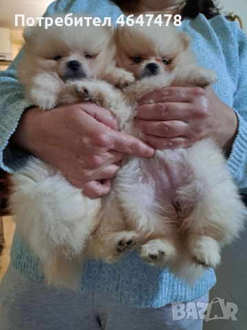 померан мини шпиц  →
		Обява 52369661