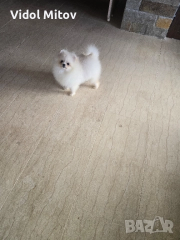 Мини Померан момиче
гр. Хисаря, Пловдив
вчера
1 000 лв
511,29 € Мини Померан момиче
гр. Хисаря, Пловдив
вчера
1 000 лв
511,29 €