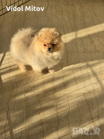 Мини Померан момче  →
		Обява 52297467