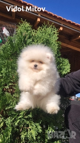 Мини Померан момче →
Обява 52466245 Мини Померан момче →
Обява 52466245