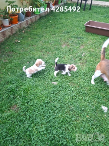 Бигъл, Чистокръвни лимонени бигълчета →
Обява 52429439 Бигъл, Чистокръвни лимонени бигълчета →
Обява 52429439